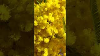 Herrliche Mimose mit Biene - 4K