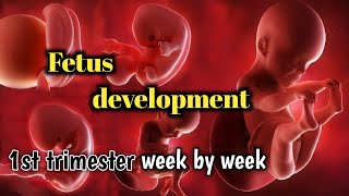 pregnancy week by week|baby growth week by week|12 weeks pregnancy|medical knowledge pk