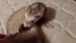 rubbing my ferret with a spoon because i am sad and have no life