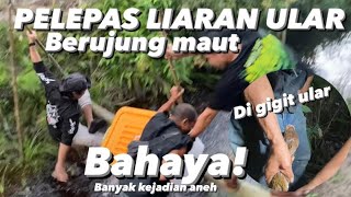 🟤PELEPASLIARAN PULUHAN ULAR⚠️ Banyak kejadian aneh hingga Dipatok HANDEPE dan Masuk PARIT‼️