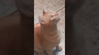 já viu um gato que minha assim