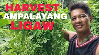 NAG HARVEST TAYO NG AMPALAYANG LIGAW