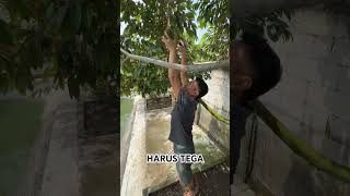 durian bawor berbuah di dataran rendah #durianhutan #buahbuahan #buah #pruningduriandimusimhujan