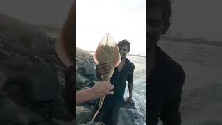 #fishing guitar fish caught in kovalam|gopro9black