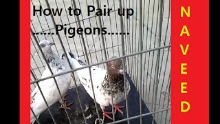 How to Pair up Pigeons || jora kaise banaya jaye..? Requested video..