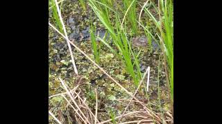 Baby Alligator