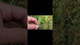 Rumex Acetosella - Sheep Sorrel