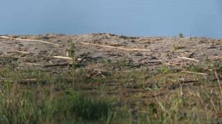 Ein Flussregenpfeifer an der Kiesgrube in Eilenburg _ little ringed plover GH5