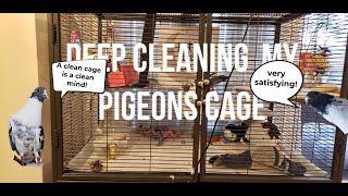 Deep cleaning Guapon's cage!