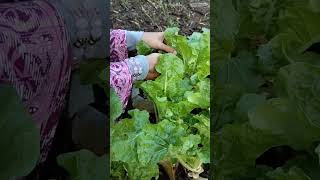 Harvest Curly Lettuce | Panen Sawi Keriting