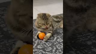 Coco having fun with ball #cocothecat #playtime #scottishfold #qatarlife #cocoplay #scottishfoldcats