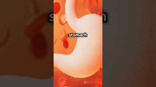 The Incredible Self-Healing Stomach #shorts #stomach #facts