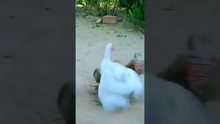 pertempuran  kera vs ayam