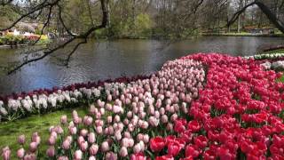 Keukenhof 2