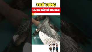 THÚ CƯNG LÀ CÁ SẤU SẼ RA SAO #shorts