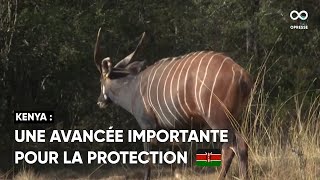 Des bongos des montagnes relâchés dans un sanctuaire situé au pied du mont Kenya