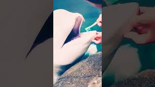 Brushing a beluga whales teeth #viral