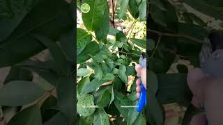 PRUNING BELIMBING‼️bantu subscribe❗#belimbing #pruning