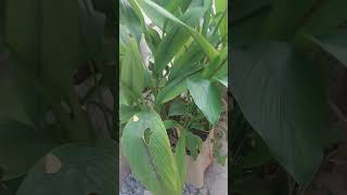 నల్ల పసుపు ఉపయోగము // Black turmeric use #shorts #ytshorts