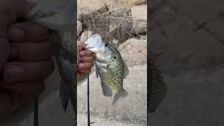 Beautiful crappie #crappie #slab #fishing #fish #bank