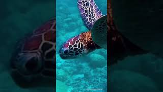 SCUBA DIVING /DIVING WITH TURTLES