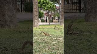 Where’s my dinner? #squirrel #searching #nuts #fulltimerving #travelingonadventures