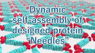 Dynamic self-assembly of designed protein 'Needles'