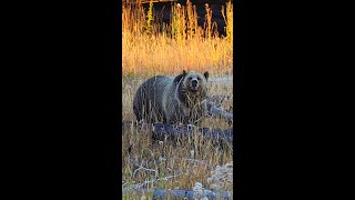 Mama Grizzly Bear & Cub in Yellowstone National Park | #shorts #yellowstone #cuteanimals