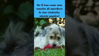 "Come Far Smettere il Tuo Cane di Mordere le Ciabatte" #shorts #curiosità #amicifelini #cute #dog