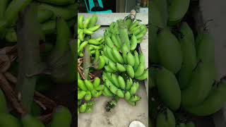 HARVEST NA SAGING NA LAKATAN