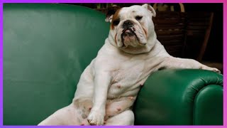 【FUNNY VIDEO】TRY NOT TO LAUGH (DOGS, CATS AND ANIMALS) #14