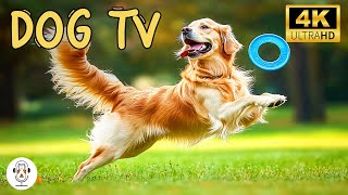 TV for Dogs: Relaxing Music for Dogs and Puppies | Dog Video for Stress Relief with Purring Sounds