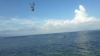 Dihampiri Mini Pom Anak Anjing Lucu Sambil  Lihat Kite Surfing Meluncur Tertiup Angin Di Pantai