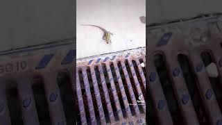 Funny Video with Lizard 😎🤣