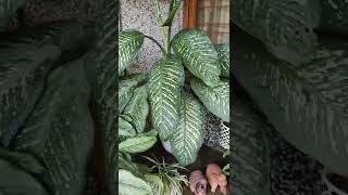 My little green corner | Home decor, garden decoration ideas, plants #shorts #reels #instareels