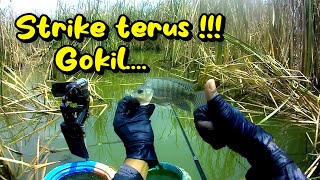 Astaga!!! Ternyata ikan nila suka berkumpul ditempat seperti ini