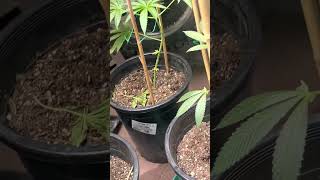 Outdoor patio grow june 7,2023