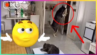 【FUNNY VIDEO】HUSKY RECEIVING DELIVERY CAUGHT ON CAMERA!!!!