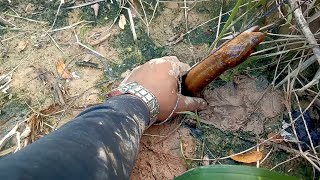 seram❗mancing belut besar penghuni kebun sawit yang kekeringan