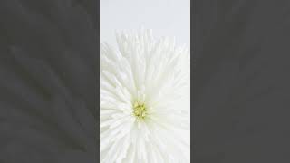 oddly satisfying | White flower