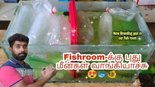 Fishroom-க்கு புது மீன்கள் வாங்கியாச்சு 😍🐟🐠| New fishes in fishroom| @aquapetsfarmtamil4785|தமிழ்