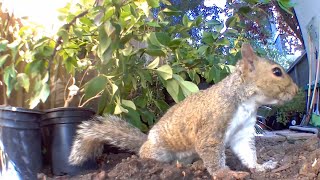 Thieving Squirrels vs. Blueberry Guardian: Epic Backyard Showdown!