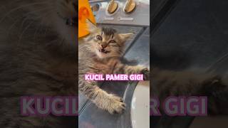 KUCIL PAMER GIGI