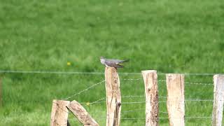 Vogelstimme - Kuckuck singt auf Holnis - Gesang _ #Vogelbeobachtung