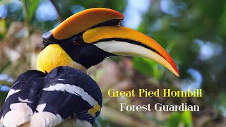 Great Pied #Hornbill #forest #Guardian #nature #wildlife #india #travel #explore #naturelovers