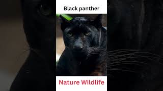 Black panther  #animals