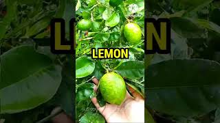 LEMON TREE