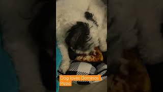 My dog really loves pizza. #FYP #Pets #Pizza #CutePets #Viral #Love #Animals.