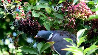 Elderberry thief!