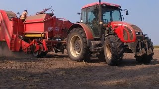 Kopanie ziemniaka 2016 | Zetor 11441 | Grimme se 75-40 | HD